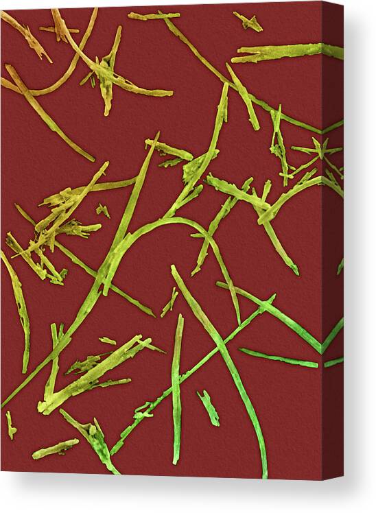 84175c Canvas Print featuring the photograph Asbestos Fiberschrysotile Type #1 by Dennis Kunkel Microscopy/science Photo Library