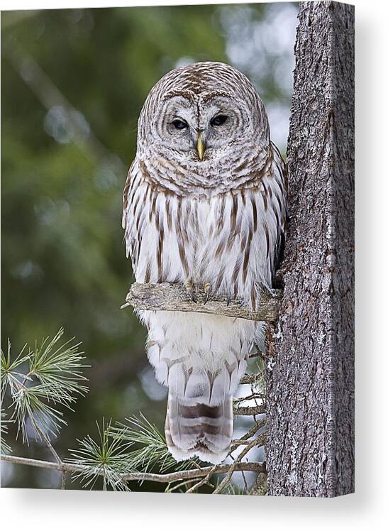 Vermont Canvas Print featuring the photograph Barred Owl #1 by John Vose