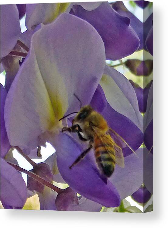 Bee Canvas Print featuring the photograph Bee in Wisteria #2 by Claudia Goodell