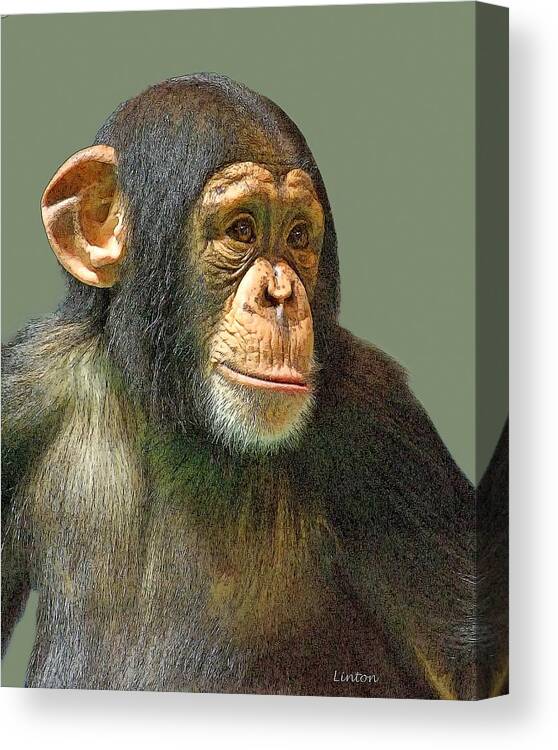 Chimpanzee Canvas Print featuring the digital art Chimp Portrait #1 by Larry Linton
