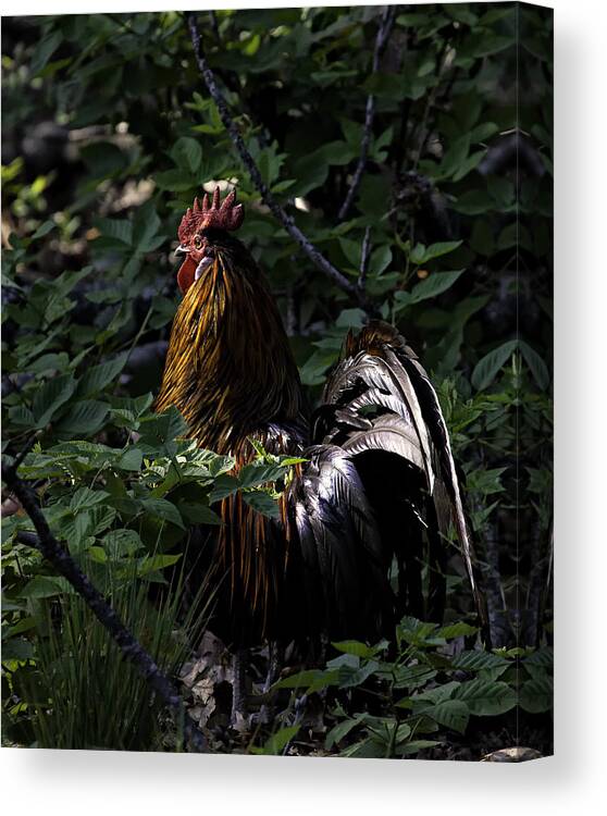 Rooster Canvas Print featuring the photograph Free Range Rooster at Sunrise by Michael Dougherty