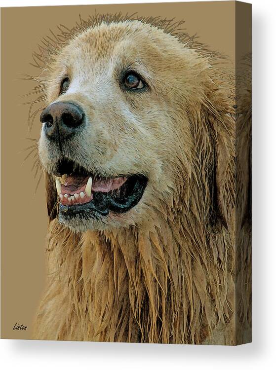 Golden Retriever Canvas Print featuring the digital art Golden Retriever #1 by Larry Linton