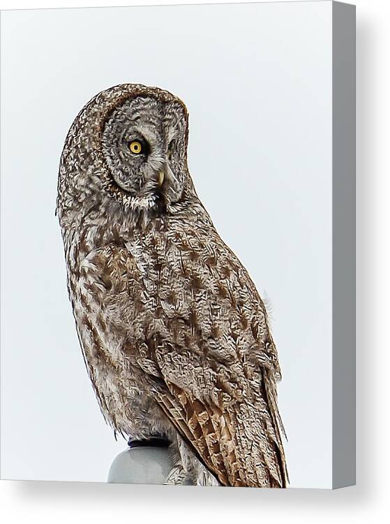 Birds Canvas Print featuring the photograph Great Grey by Yeates Photography
