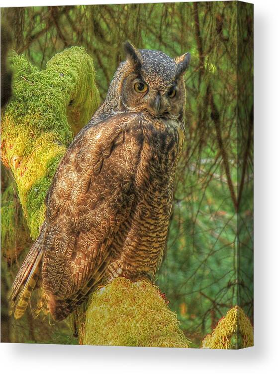 Great Horned Owl Canvas Print featuring the photograph Its My Day by Randy Hall