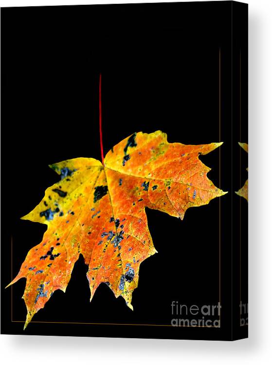 Nature Canvas Print featuring the photograph Leaf #1 by Michael Arend