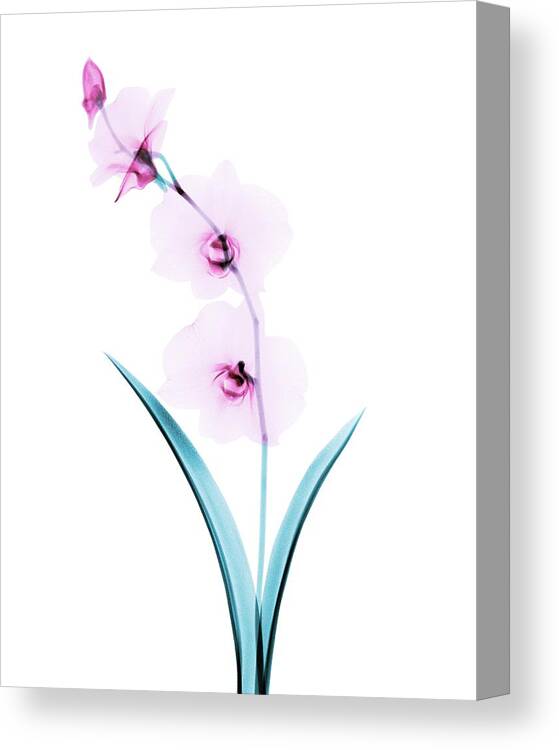 Flower Canvas Print featuring the photograph Orchid Flowers #1 by Brendan Fitzpatrick