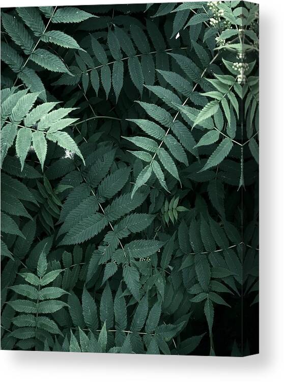 Natural Pattern Canvas Print featuring the photograph Plants in forest #1 by Alexandr Sherstobitov