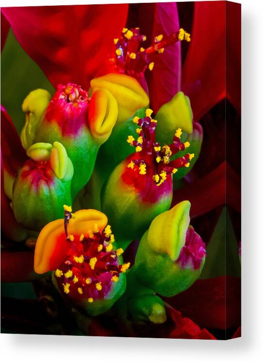 Art Prints Canvas Print featuring the photograph Poinsettia Flowers #1 by Dave Bosse