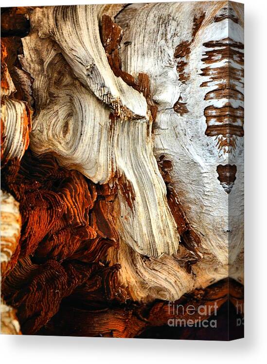 Abstract Canvas Print featuring the photograph Primitive #1 by Lauren Leigh Hunter Fine Art Photography