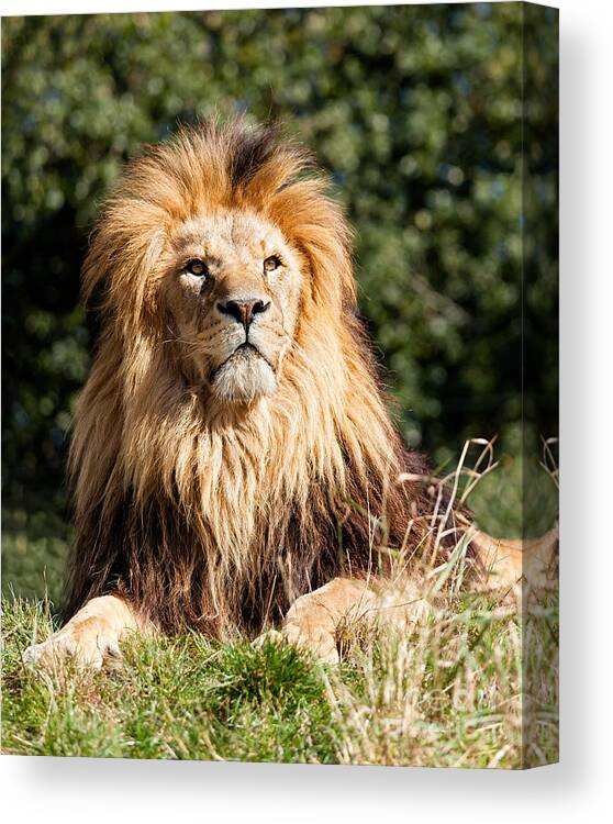 Lion Canvas Print featuring the photograph Proud Majestic Lion #1 by Sarah Cheriton-Jones