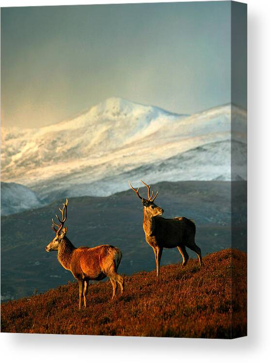Stag Canvas Print featuring the photograph Red Deer Stags #1 by Gavin Macrae