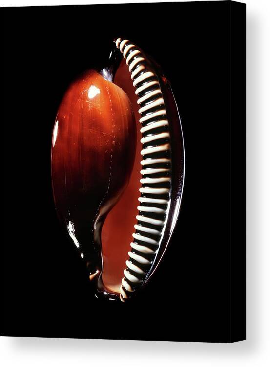 Biology Canvas Print featuring the photograph Sea Snail Shell #1 by Gilles Mermet