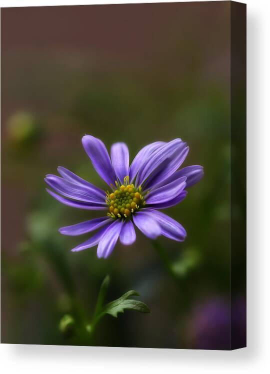 Flower Canvas Print featuring the photograph Shining #1 by Kent Mathiesen