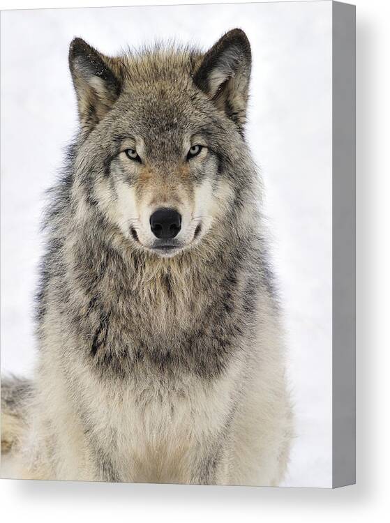 Wolf Canvas Print featuring the photograph Timber Wolf Portrait by Tony Beck