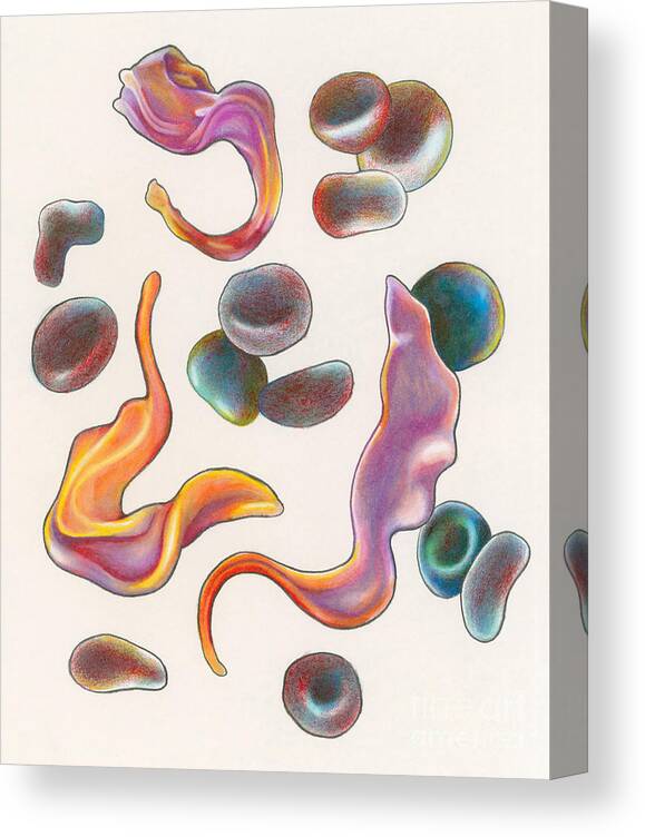 Science Canvas Print featuring the photograph Trypanosoma Brucei #1 by Gwen Shockey