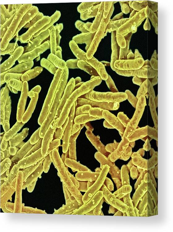 Bacteria Canvas Print featuring the photograph Tuberculosis Bacteria #1 by Ami Images/niaid
