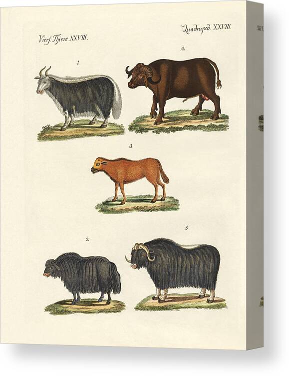 Yak Canvas Print featuring the drawing Various kinds of oxen #1 by Splendid Art Prints