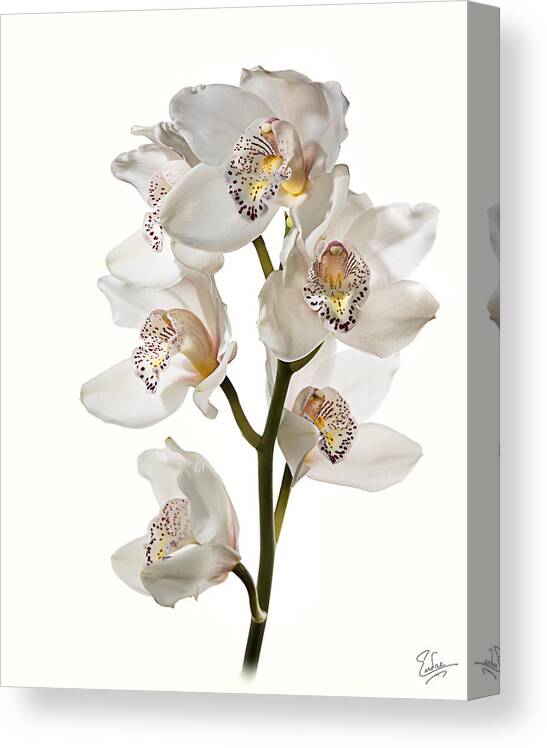 Flower Canvas Print featuring the photograph White Orchids by Endre Balogh