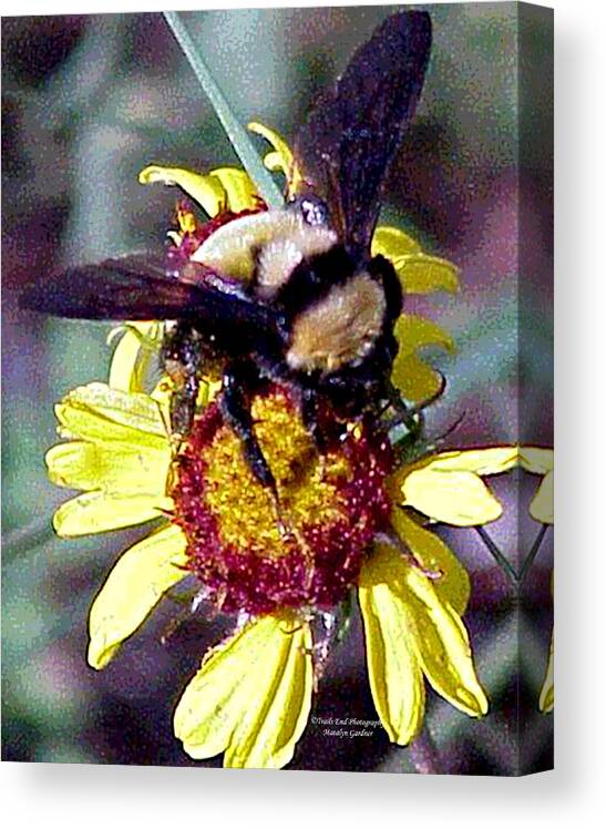  Canvas Print featuring the photograph Worker Bee #1 by Matalyn Gardner
