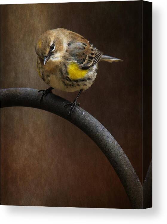 Yellow-rumped-warbler Canvas Print featuring the photograph Yellow-Rumped-Warbler #1 by Robert L Jackson