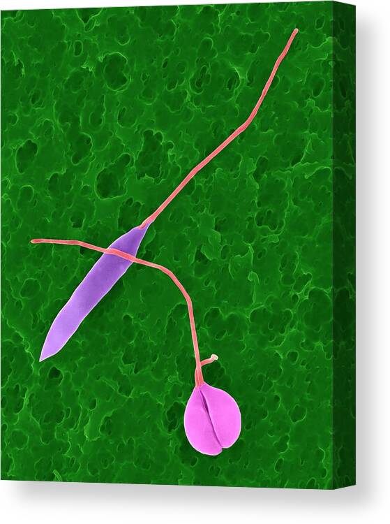 20673b Canvas Print featuring the photograph Parasitic Protozoan Promastigote #11 by Dennis Kunkel Microscopy/science Photo Library