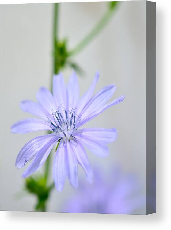Flower Canvas Print featuring the photograph 120705_021 #120705021 by Walt Sterneman