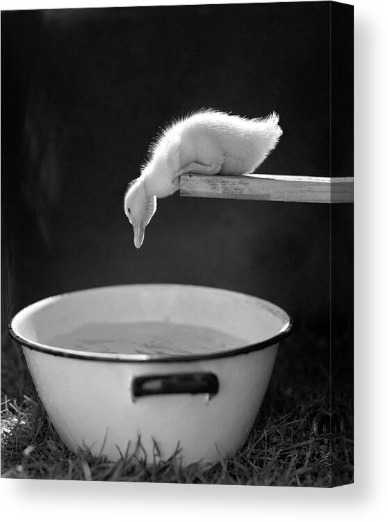 Photography Canvas Print featuring the photograph 1940s 1950s Young Duck Leaning by Vintage Images
