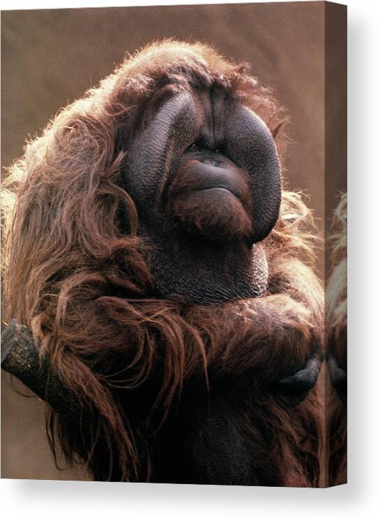 Photography Canvas Print featuring the photograph 1970s Mature Adult Orangutan Pongo by Vintage Images