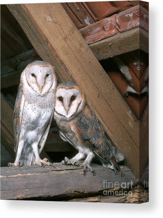 Barn Owl Canvas Print featuring the photograph Barn Owl #11 by Hans Reinhard