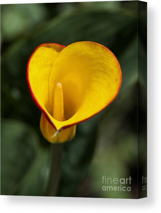 Yellow Calla Lily Canvas Print featuring the photograph Calla Lily #1 by Fitzroy Barrett