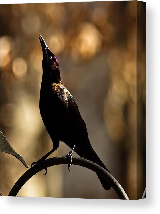 Common Grackle Canvas Print featuring the photograph Common Grackle #2 by Robert L Jackson