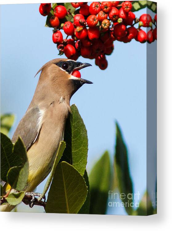 Bombycilla Cedrorum Canvas Print featuring the photograph Down the Hatch.... #2 by Carl Jackson