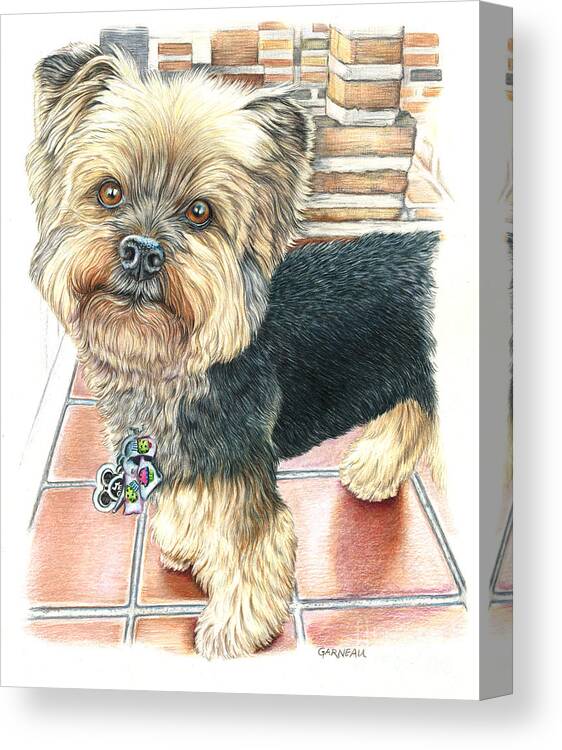 Yorkie Canvas Print featuring the drawing Dutch #2 by Catherine Garneau
