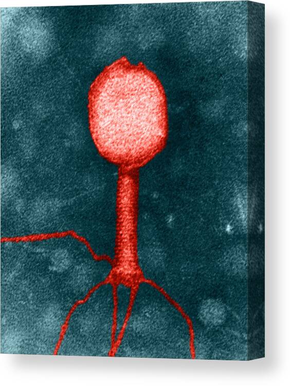 Science Canvas Print featuring the photograph Enterobacteria Phage T2 #2 by Omikron