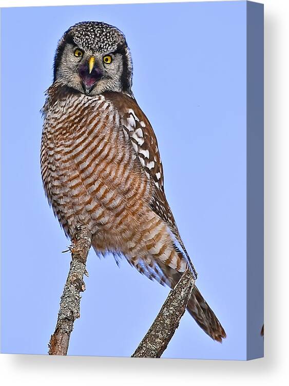 Northern Hawk Owl Canvas Print featuring the photograph Northern Hawk Owl #3 by John Vose