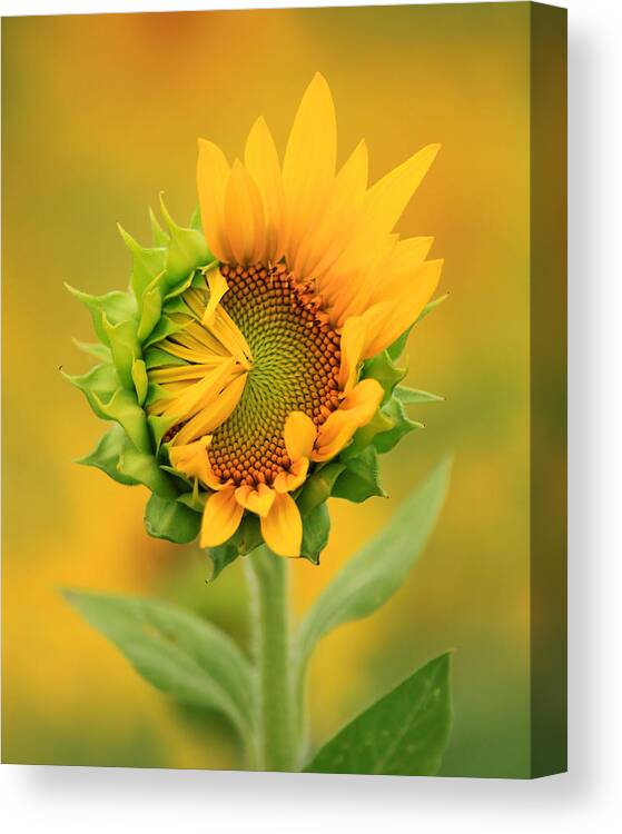 Opening Sunflower Canvas Print featuring the photograph Opening sunflower by Carolyn Derstine