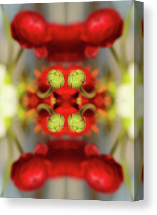 Tranquility Canvas Print featuring the photograph Red Ranunculus #2 by Silvia Otte