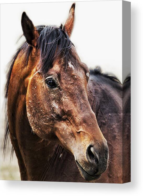 Horse Canvas Print featuring the photograph Resilience by Belinda Greb