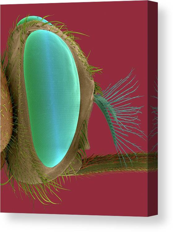 98357b Canvas Print featuring the photograph Tsetse Fly Head #2 by Dennis Kunkel Microscopy/science Photo Library