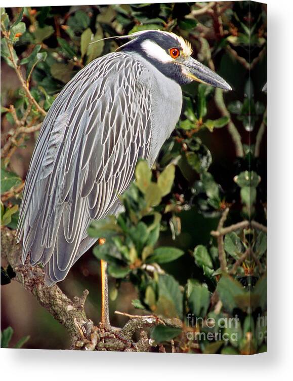 Nature Canvas Print featuring the photograph Yellow Crowned Night Heron #2 by Millard H. Sharp