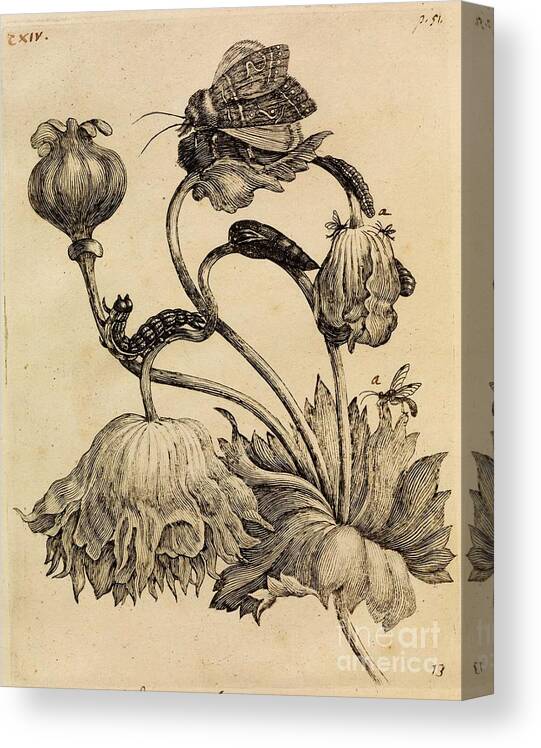 Erucarum Ortus - The Miraculous Transformation And Unusual Flower-food Of Caterpillars - 1717 By Maria Sibylla Merian Canvas Print featuring the drawing Erucarum Ortus #3 by Celestial Images