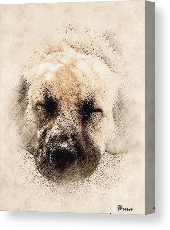  Dog Canvas Print featuring the mixed media Snooze by Binka Kirova