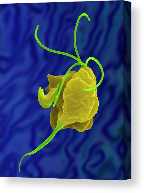 21073c Canvas Print featuring the photograph Trichomonas Vaginalis Parasitic Protozoan #3 by Dennis Kunkel Microscopy/science Photo Library