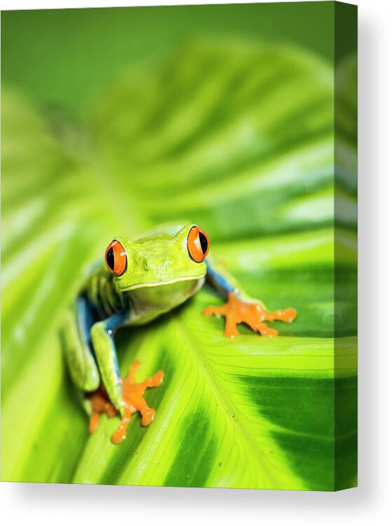 Heliconia Canvas Print featuring the photograph Tropical Red-eyed Tree Frog Agalychnis #3 by Josh Miller Photography