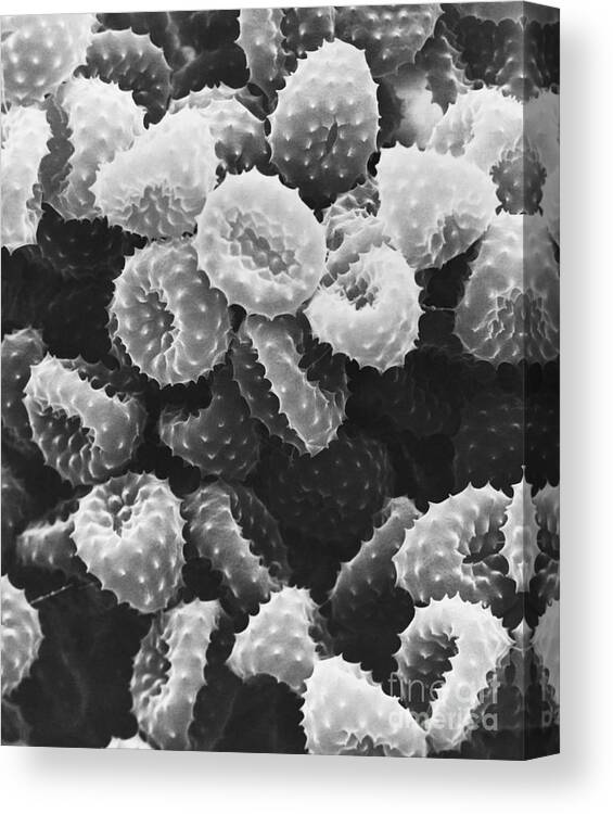 Science Canvas Print featuring the photograph Ragweed Pollen Sem #4 by David M. Phillips / The Population Council