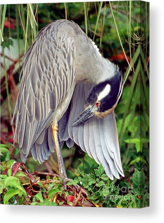 Nature Canvas Print featuring the photograph Yellow Crowned Night Heron #4 by Millard H. Sharp