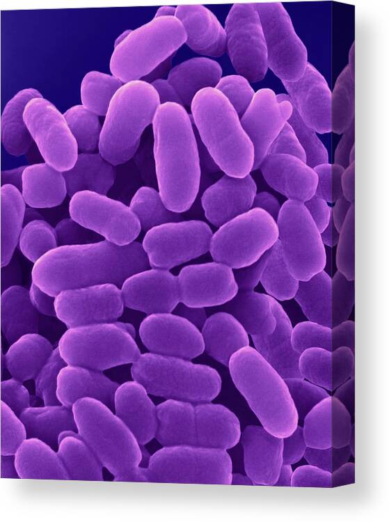 purple sulfur bacteria