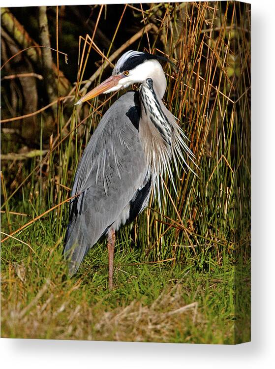 Heron Canvas Print featuring the photograph Grey Heron #5 by Paul Scoullar