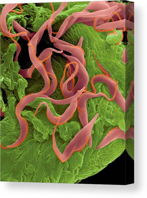 21206f Canvas Print featuring the photograph Trypanosome Trypomastigote Protozoan #5 by Dennis Kunkel Microscopy/science Photo Library