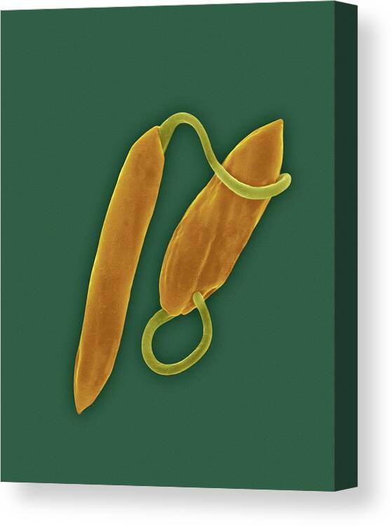 21255c Canvas Print featuring the photograph Parasitic Protozoan Promastigote #6 by Dennis Kunkel Microscopy/science Photo Library